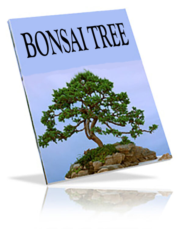 Bonsai Tree